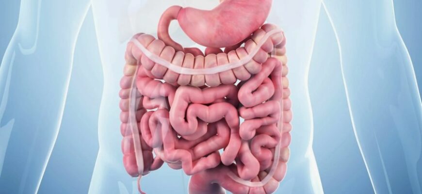 Кишківник: будова, функції та вплив на здоров’я людини