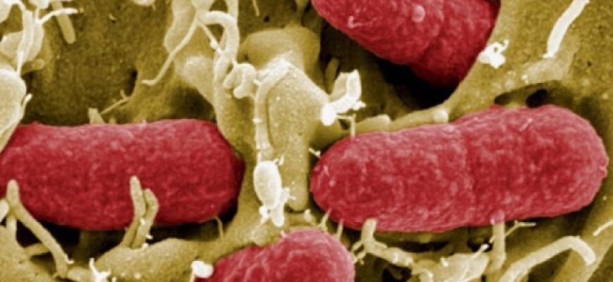 Кишкова паличка: що це, як передається та які симптоми інфекції?