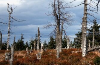 Кислотні дощі: вплив на екосистеми і методи боротьби з ними