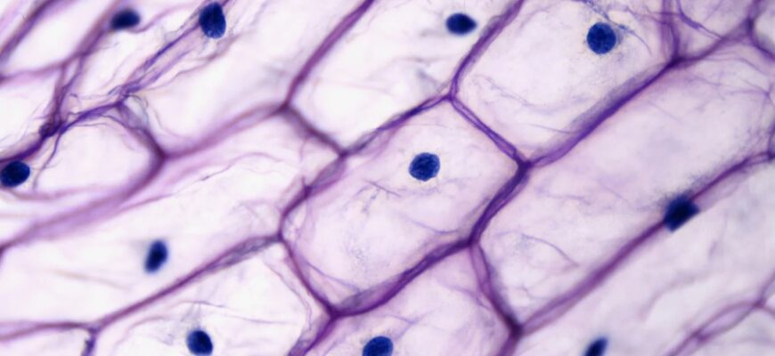 Що таке клітина: Будова, функції та значення у біології людини