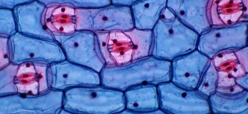 Що таке клітинна оболонка: основні функції та значення для життя
