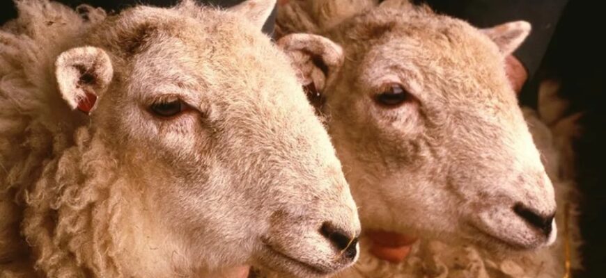 Клонування: наукові основи, етичні дилеми та втілення фантастики