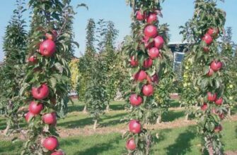 Що таке колоновидні дерева: основні особливості та переваги вирощування