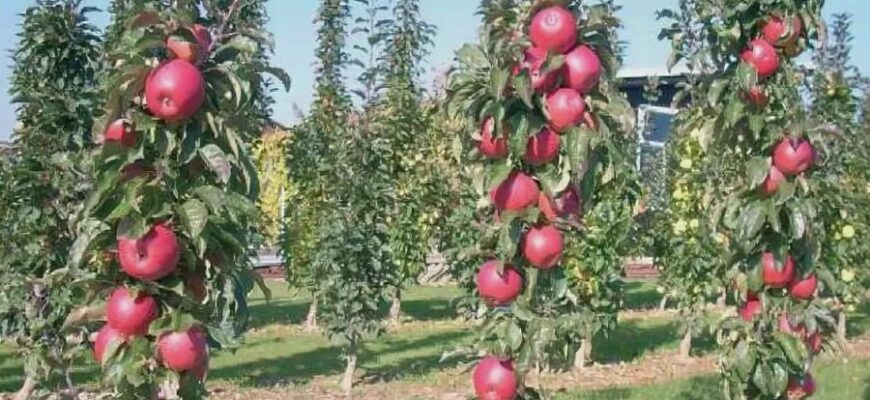 Що таке колоновидні дерева: основні особливості та переваги вирощування