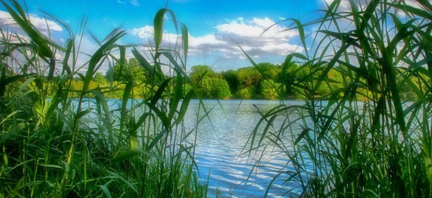 Дізнайтеся, що таке комиш: його види та застосування в природі