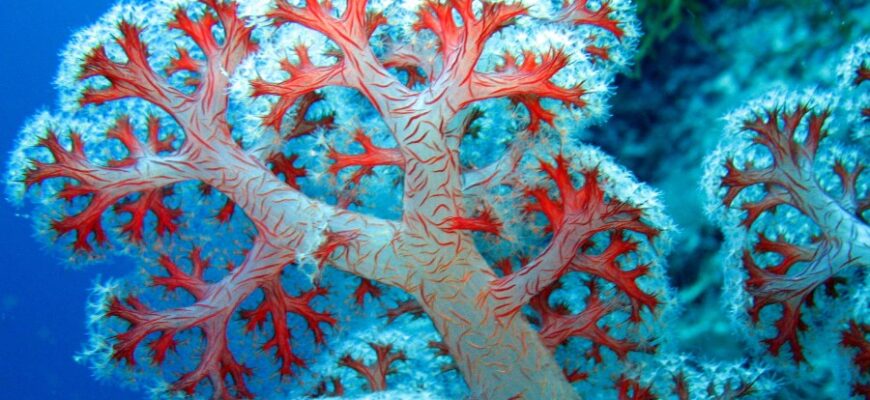 Що таке корал: властивості, походження та значення для екосистеми