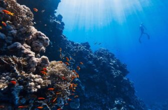 Корали: Особливості, різновиди та значення у морських екосистемах