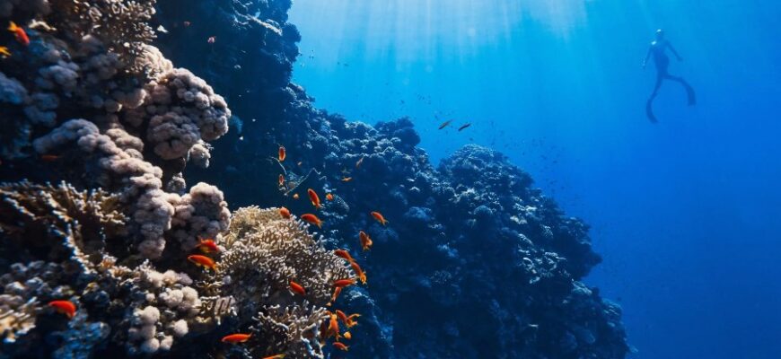 Корали: Особливості, різновиди та значення у морських екосистемах