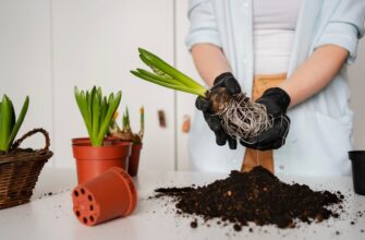 Роль кореня в житті рослин: основні функції та значення для росту