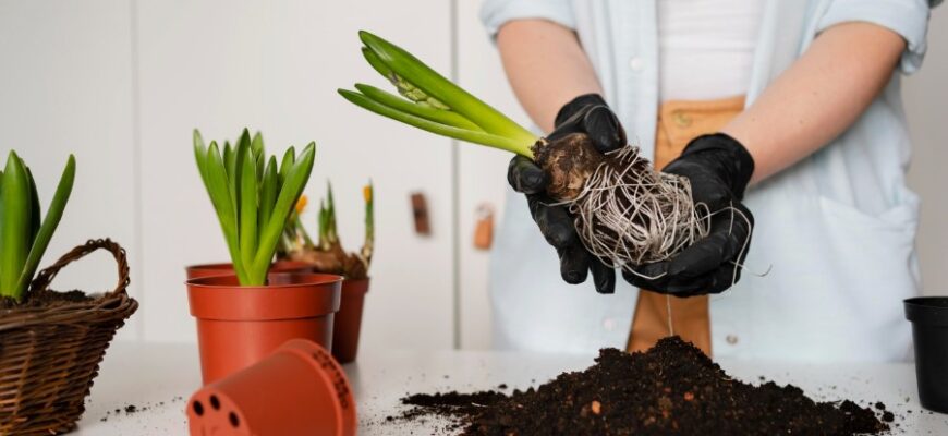 Роль кореня в житті рослин: основні функції та значення для росту