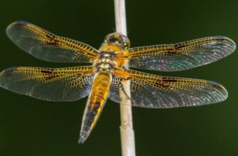 Крила комах: будова, функції та значення в природі і еволюції