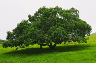 Що таке крона: повний гід по структурі дерева і її значенні