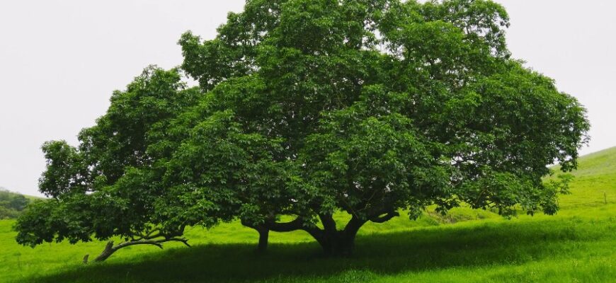 Що таке крона: повний гід по структурі дерева і її значенні