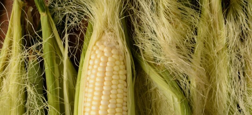 Кукурудзяні рильця: користь, застосування та лікувальні властивості.