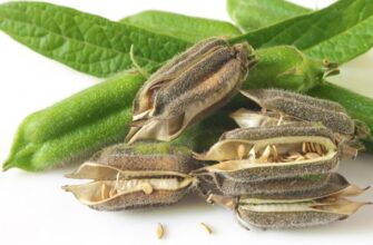 Кунжут: Властивості, користь та застосування у щоденному раціоні