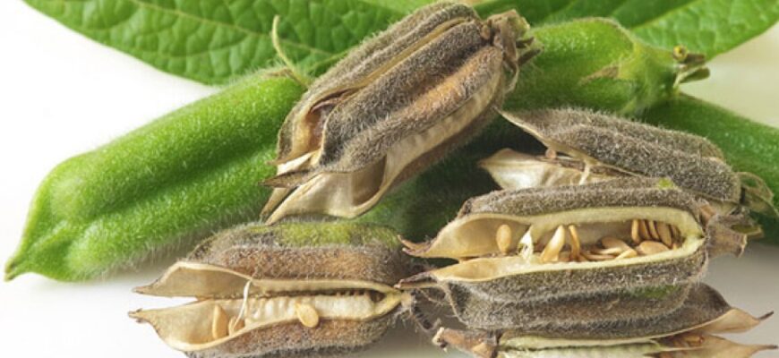 Кунжут: Властивості, користь та застосування у щоденному раціоні Кунжут: Властивості, користь та застосування у щоденному раціоні