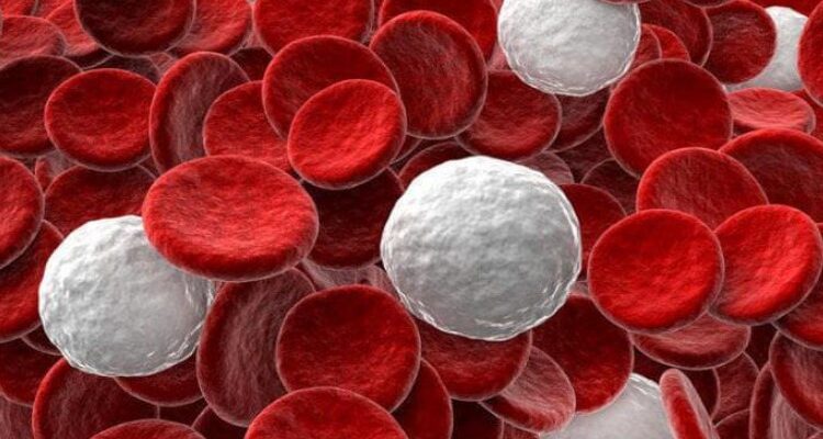 Що таке лейкоцити: їх роль у захисті організму від інфекцій