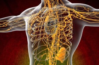 Лімфа: основні функції, склад та її роль у здоров’ї організму