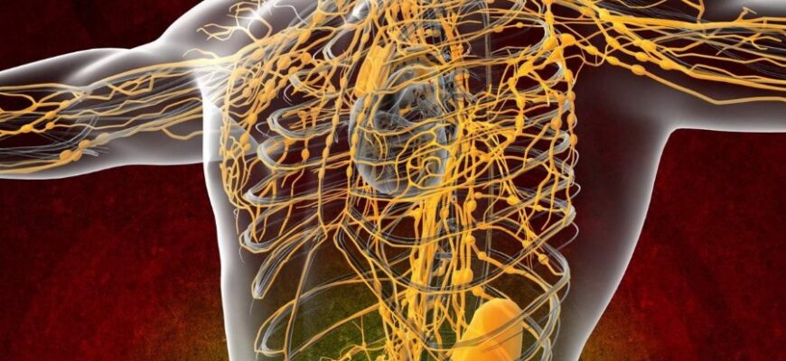 Лімфа: основні функції, склад та її роль у здоров’ї організму