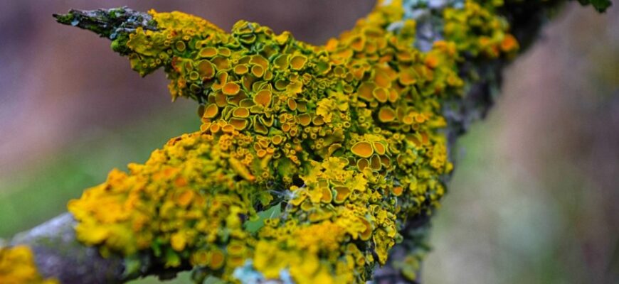 Лишайники: визначення, особливості та роль у екосистемах Землі