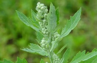 Лобода: Властивості, користь та застосування в кулінарії та медицині