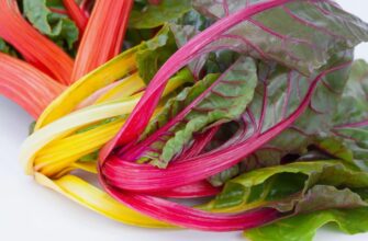 Мангольд: Від користі до вирощування цієї унікальної культури