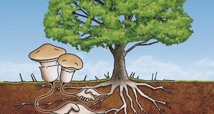 Визначення мікоризи: роль та значення симбіозу грибів і рослин