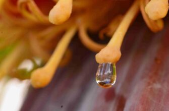 Що таке нектар: визначення, користь та як його використовувати