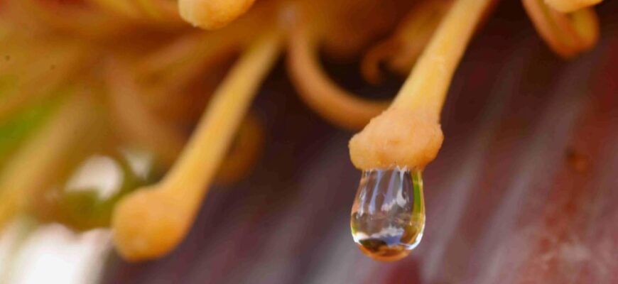 Що таке нектар: визначення, користь та як його використовувати