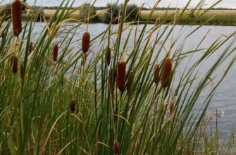 Що таке очерет: властивості, користь і застосування в Україні