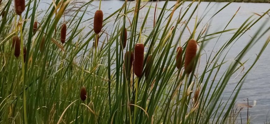 Що таке очерет: властивості, користь і застосування в Україні