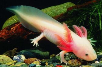 Оксолотль: що це за істота та як доглядати за нею вдома?