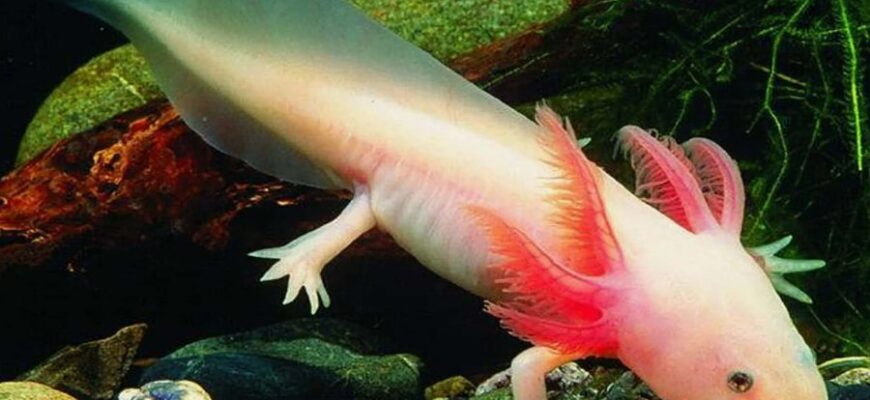 Оксолотль: що це за істота та як доглядати за нею вдома?