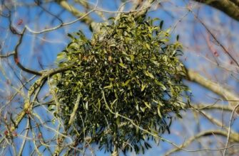 Повний гід: Що таке омела та її роль у природі та культурі