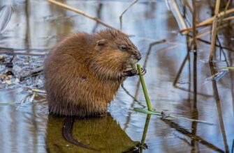 Ондатра: опис, середовище проживання та особливості поведінки