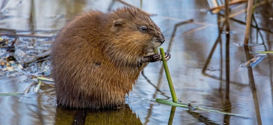 Ондатра: опис, середовище проживання та особливості поведінки