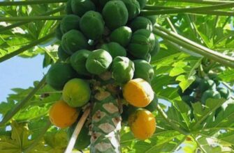 Папайя: Корисні властивості, застосування та поради з вибору плодів