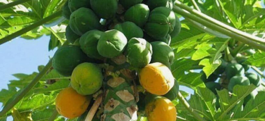 Папайя: Корисні властивості, застосування та поради з вибору плодів