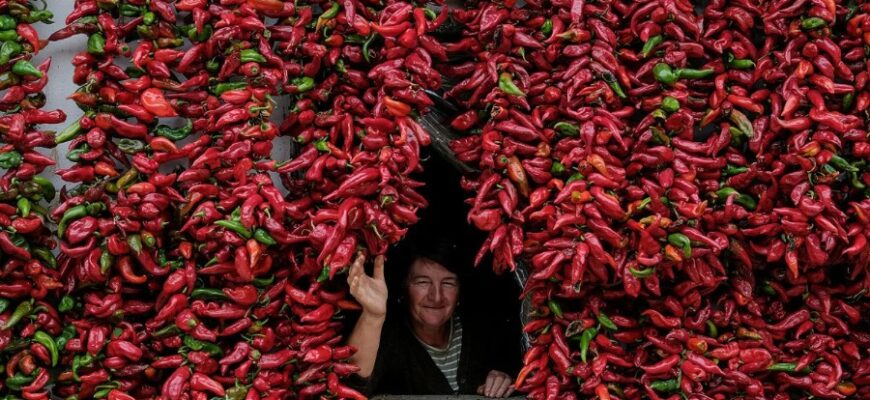 Відкрийте для себе паприку: властивості, користь та кулінарне використання