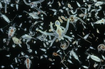 Що таке планктон: визначення, види та роль в екосистемах океану