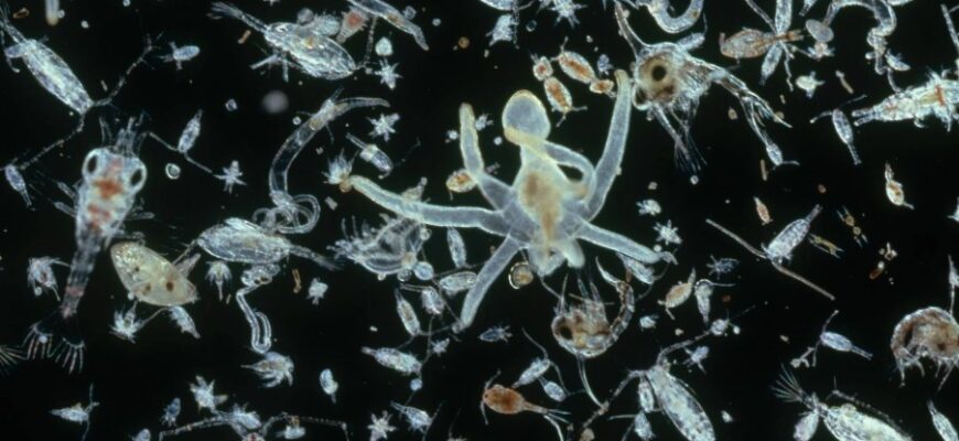 Що таке планктон: визначення, види та роль в екосистемах океану