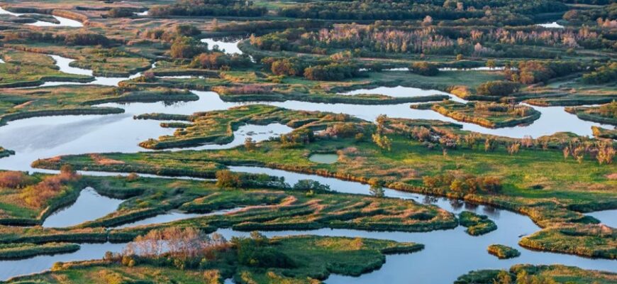 Плавні: визначення, значення та роль у природному середовищі