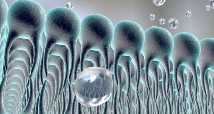 Плазматична мембрана: будова, функції та роль в клітинних процесах