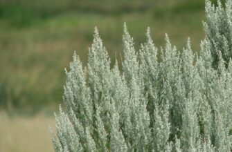 Полин: Властивості, Використання і Користь для Здоров’я