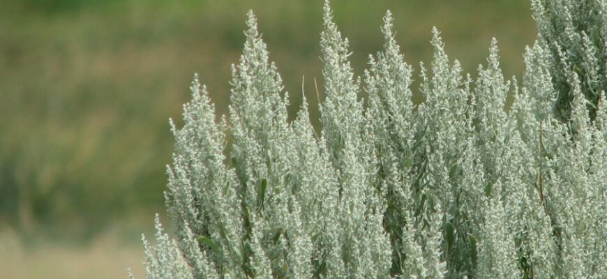 Полин: Властивості, Використання і Користь для Здоров’я