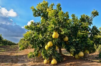 Помело: Корисні властивості, історія та як обрати стиглий фрукт