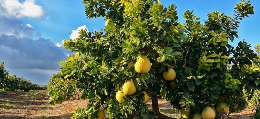 Помело: Корисні властивості, історія та як обрати стиглий фрукт