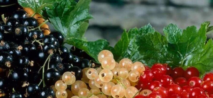 Порічка: властивості, користь і застосування цілющої ягоди Порічка: властивості, користь і застосування цілющої ягоди