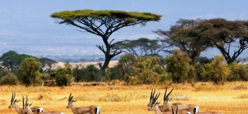 Природна Зона: Визначення та Вплив На Біорізноманіття Землі