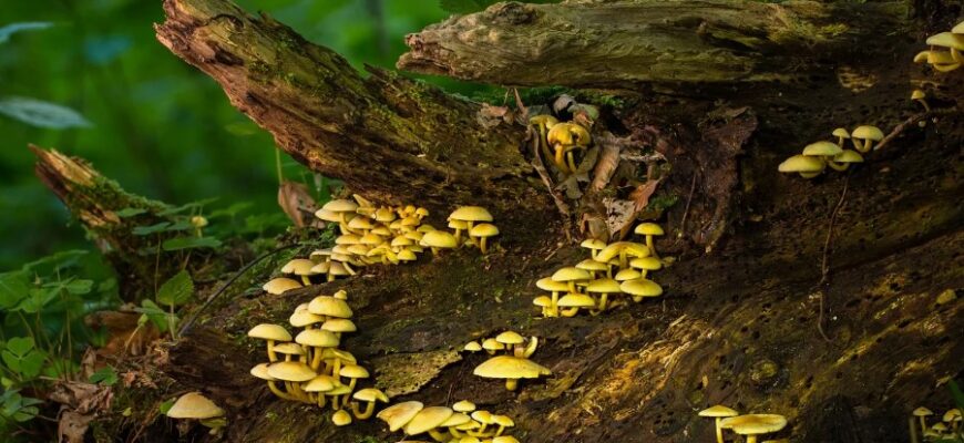 Редуценти: роль та значення у природних екосистемах і їх функції